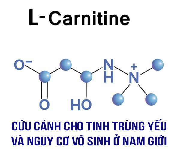 Hoạt chất L- Cartinie – Cứu cánh cho tinh trùng yếu và nguy cơ vô sinh ở nam giới