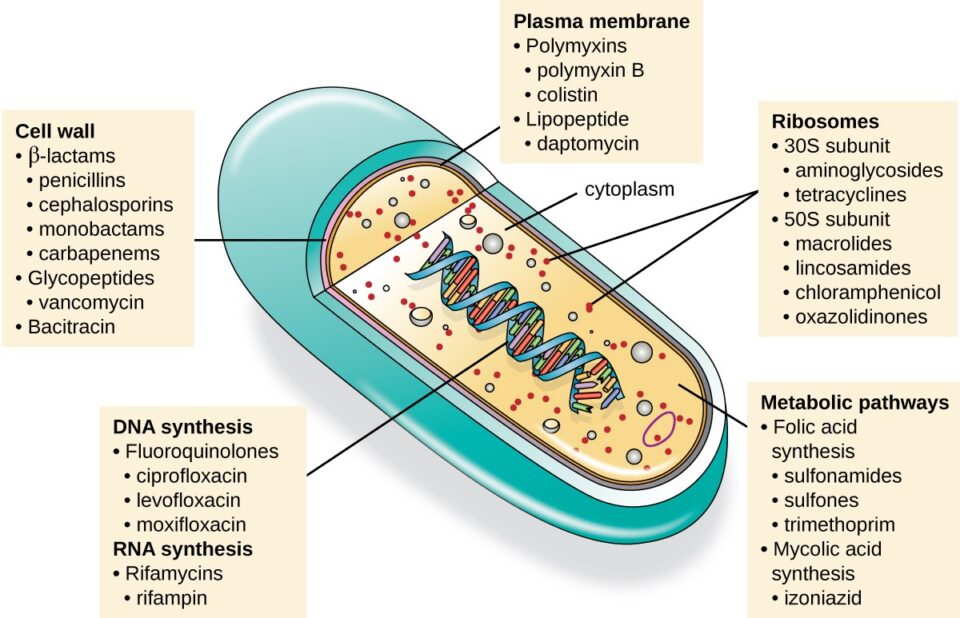Các kháng sinh thuộc nhóm penicillin các tương đồng và khác biệt